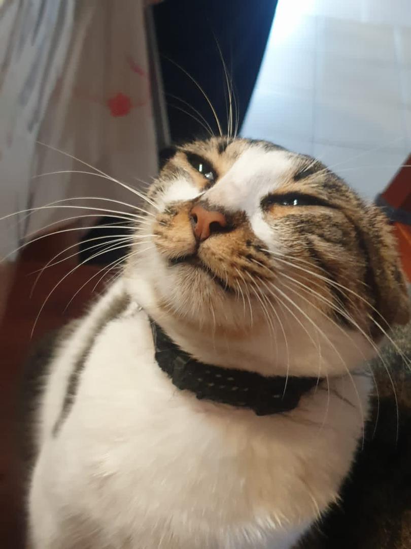 TJ Blank Meme Template