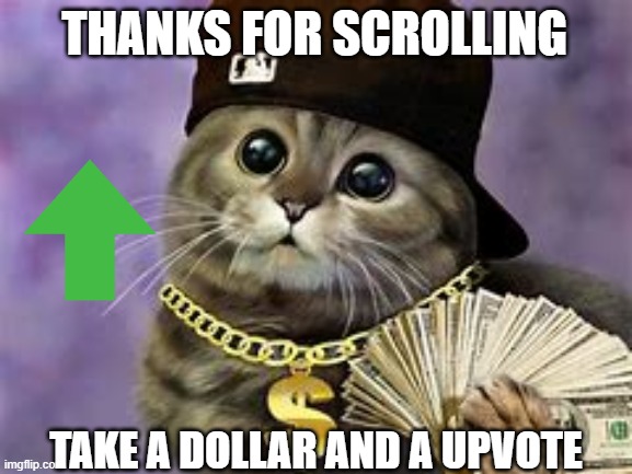 cute cat | THANKS FOR SCROLLING; TAKE A DOLLAR AND A UPVOTE | image tagged in cats | made w/ Imgflip meme maker