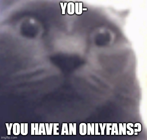 Suprised cat | YOU-; YOU HAVE AN ONLYFANS? | image tagged in suprised cat | made w/ Imgflip meme maker