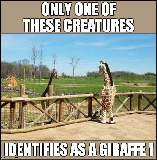 Giraffe Identity Crisis ? | ONLY ONE OF THESE CREATURES; IDENTIFIES AS A GIRAFFE ! | image tagged in identity crisis,giraffe | made w/ Imgflip meme maker