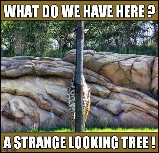 Spot The Giraffe ! | WHAT DO WE HAVE HERE ? A STRANGE LOOKING TREE ! | image tagged in hide and seek,giraffe | made w/ Imgflip meme maker