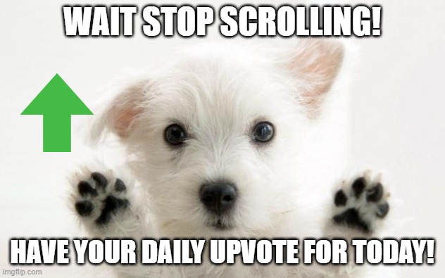 I saw way too many of these and I had to do it too | WAIT STOP SCROLLING! HAVE YOUR DAILY UPVOTE FOR TODAY! | image tagged in cute dog,an upvote for u | made w/ Imgflip meme maker