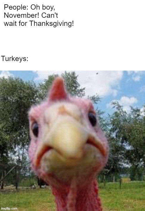 Thanks giving is here! |  People: Oh boy, November! Can't wait for Thanksgiving! Turkeys: | image tagged in turkey,thanksgiving,november | made w/ Imgflip meme maker