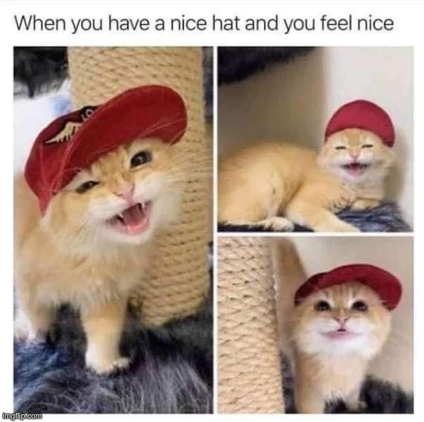 What a cute cat/hat | image tagged in memes,funny,cute,cats,hat,lmao | made w/ Imgflip meme maker