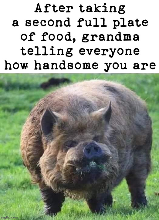 Making a pig out of myself, again. |  After taking a second full plate of food, grandma telling everyone how handsome you are | image tagged in thanksgiving,pig,eating | made w/ Imgflip meme maker