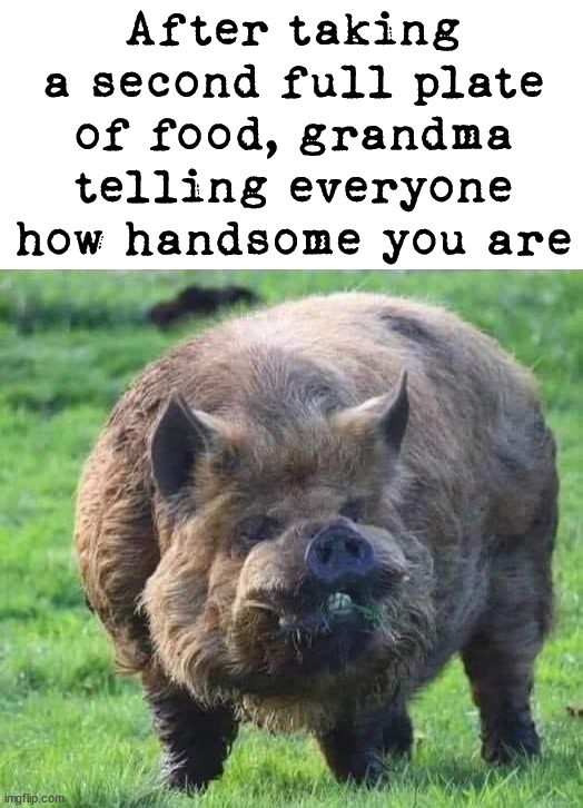 Making a pig out of myself, again. | After taking a second full plate of food, grandma telling everyone how handsome you are | image tagged in thanksgiving,pig,eating | made w/ Imgflip meme maker