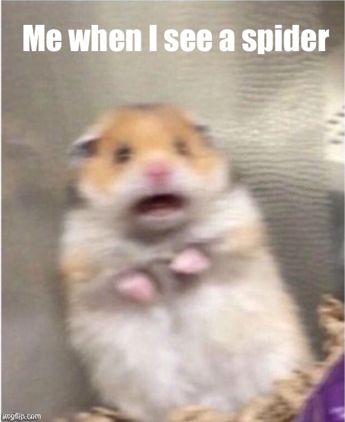 People with arachnophobia be like |  Me when I see a spider | image tagged in scared hamster,spider | made w/ Imgflip meme maker