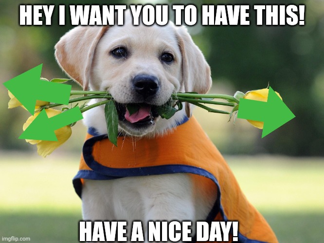 Hope u are doing good! | HEY I WANT YOU TO HAVE THIS! HAVE A NICE DAY! | image tagged in cute dog,fun,cute,dog | made w/ Imgflip meme maker