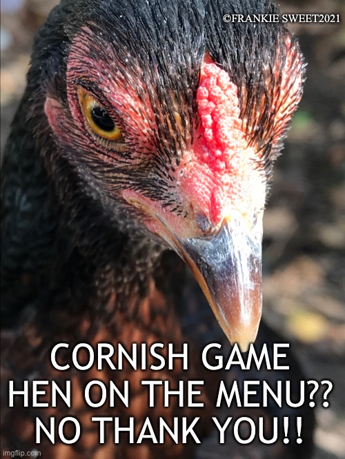 Cornish game hen on the menu | ©FRANKIE SWEET2021; CORNISH GAME HEN ON THE MENU?? NO THANK YOU!! | image tagged in cornish,game hen,animals,pets,birds,dinner | made w/ Imgflip meme maker