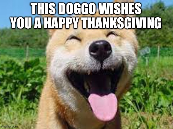 Cute boi | THIS DOGGO WISHES YOU A HAPPY THANKSGIVING | image tagged in doggo,thanksgiving,happy thanksgiving | made w/ Imgflip meme maker