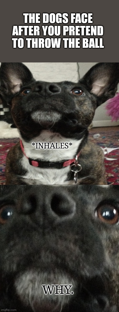 I don't have good memes |  THE DOGS FACE AFTER YOU PRETEND TO THROW THE BALL; *INHALES*; WHY. | image tagged in why,oh no you didn't,throw,the rock driving | made w/ Imgflip meme maker