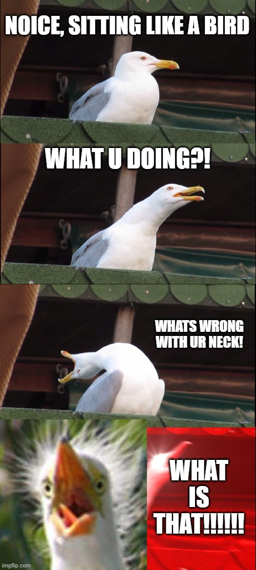 What is that? Tell me what is it. | NOICE, SITTING LIKE A BIRD; WHAT U DOING?! WHATS WRONG WITH UR NECK! WHAT IS THAT!!!!!! | image tagged in memes,inhaling seagull,crazy,mystery | made w/ Imgflip meme maker