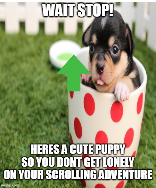 cute puppy fr you're scrolling adventure | WAIT STOP! HERES A CUTE PUPPY SO YOU DONT GET LONELY ON YOUR SCROLLING ADVENTURE | image tagged in upvote,cute,dogs,scrolling,wholesome | made w/ Imgflip meme maker
