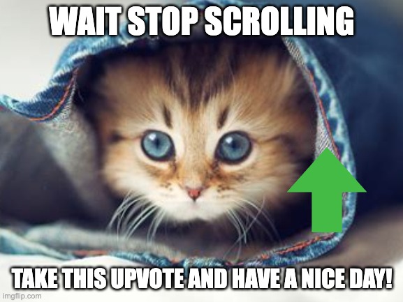 Hi | WAIT STOP SCROLLING; TAKE THIS UPVOTE AND HAVE A NICE DAY! | image tagged in cute cat,just chillin',upvotes | made w/ Imgflip meme maker
