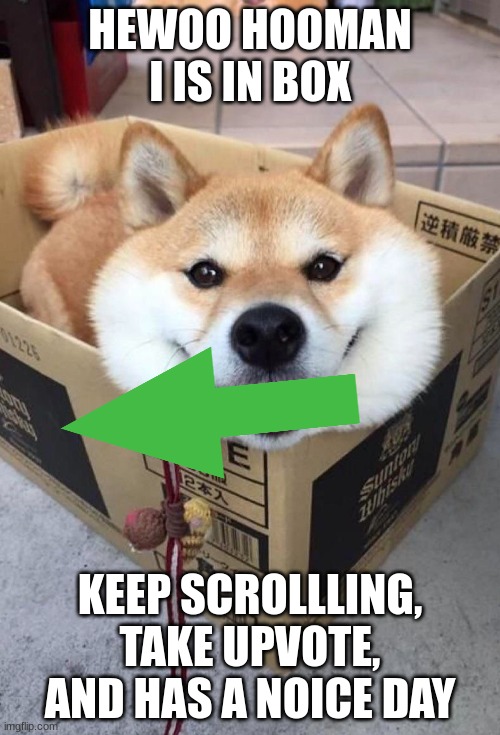 Has a noice day |  HEWOO HOOMAN I IS IN BOX; KEEP SCROLLLING, TAKE UPVOTE, AND HAS A NOICE DAY | image tagged in dogs,dog,keep scrolling,enjoy,why are you reading the tags,stop reading the tags | made w/ Imgflip meme maker
