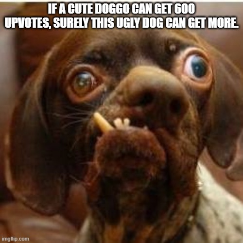 Ugly :( |  IF A CUTE DOGGO CAN GET 600 UPVOTES, SURELY THIS UGLY DOG CAN GET MORE. | image tagged in doggo,ugly,annoying | made w/ Imgflip meme maker