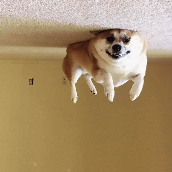 ceiling doggo Blank Meme Template