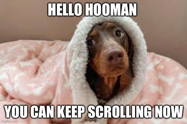 HELLO HOOMAN; YOU CAN KEEP SCROLLING NOW | image tagged in memes,dogs | made w/ Imgflip meme maker