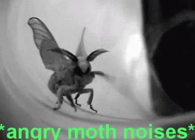 Angry Moth Noises Blank Meme Template