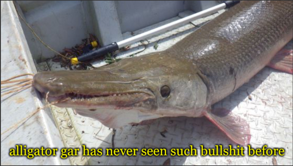 alligator gar Blank Meme Template