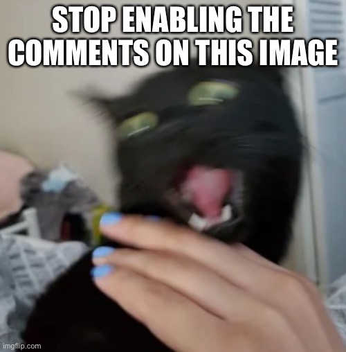 Screaming black cat | STOP ENABLING THE COMMENTS ON THIS IMAGE | image tagged in screaming black cat | made w/ Imgflip meme maker