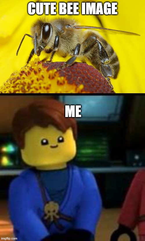 CUTE BEE IMAGE; ME | image tagged in cute bee | made w/ Imgflip meme maker