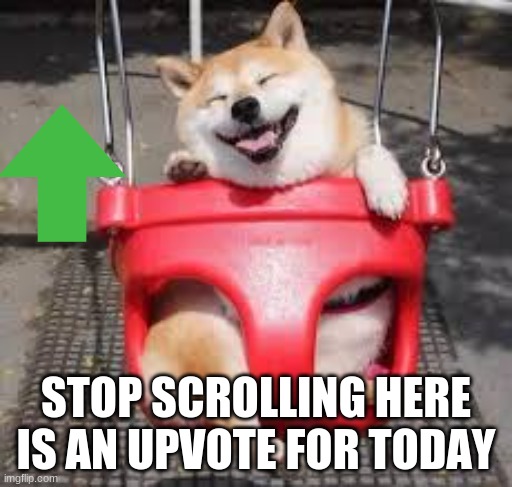 cute doggo | STOP SCROLLING HERE IS AN UPVOTE FOR TODAY | image tagged in cute doggo | made w/ Imgflip meme maker