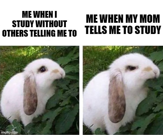 angry rabbit | ME WHEN MY MOM TELLS ME TO STUDY; ME WHEN I STUDY WITHOUT OTHERS TELLING ME TO | image tagged in angry rabbit,memes,studying | made w/ Imgflip meme maker