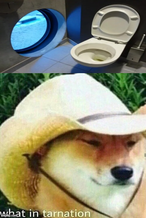R.I.P privacy....AGAIN | image tagged in what in tarnation dog,fail,you had one job,memes | made w/ Imgflip meme maker