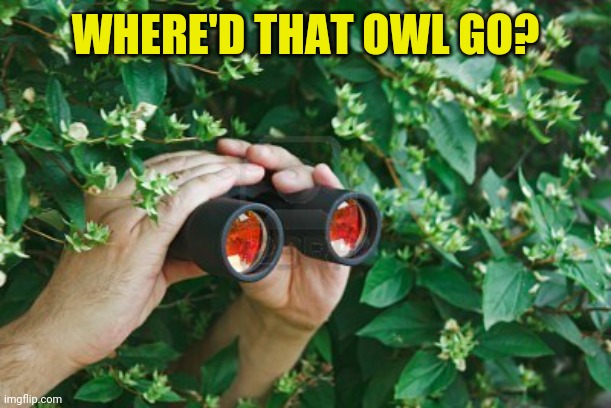 Creepy Guy in the bushes with Binoculars  | WHERE'D THAT OWL GO? | image tagged in creepy guy in the bushes with binoculars | made w/ Imgflip meme maker