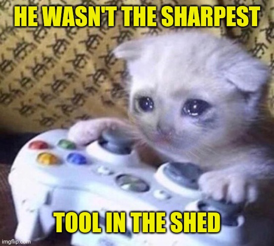 Sad Gamer Cat | HE WASN'T THE SHARPEST TOOL IN THE SHED | image tagged in sad gamer cat | made w/ Imgflip meme maker