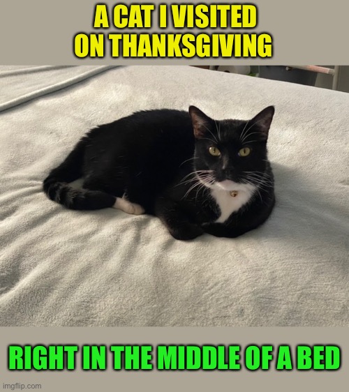 A CAT I VISITED ON THANKSGIVING RIGHT IN THE MIDDLE OF A BED | made w/ Imgflip meme maker