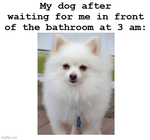 Idk y my dog does this | My dog after waiting for me in front of the bathroom at 3 am: | image tagged in blank white template | made w/ Imgflip meme maker