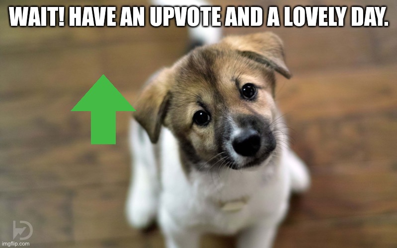 Cute dog | WAIT! HAVE AN UPVOTE AND A LOVELY DAY. | image tagged in cute dog,wholesome,dogs,upvote,have an upvote,cute puppies | made w/ Imgflip meme maker
