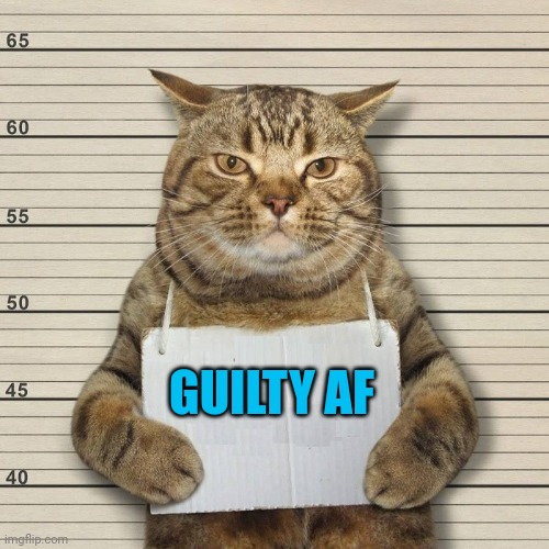 GUILTY CAT MUG SHOT BLANK | GUILTY AF | image tagged in guilty cat mug shot blank | made w/ Imgflip meme maker