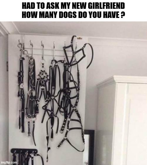 HAD TO ASK MY NEW GIRLFRIEND HOW MANY DOGS DO YOU HAVE ? | image tagged in girlfriend,how many dogs | made w/ Imgflip meme maker