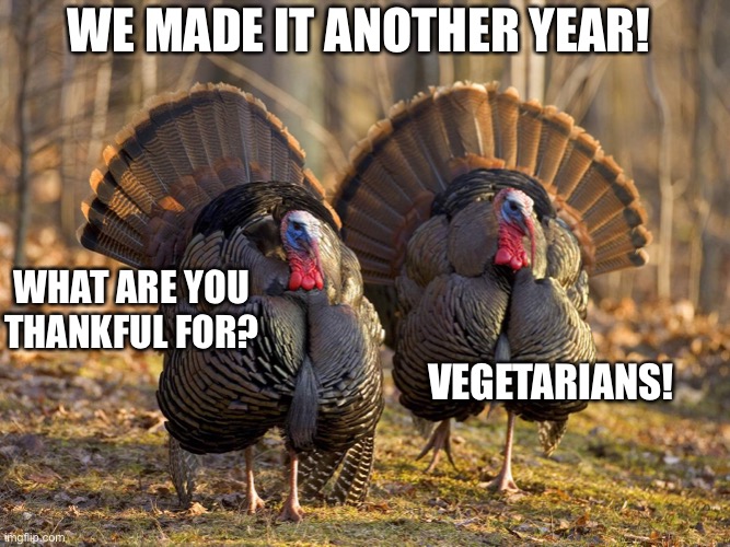 Turkeys the day after… | WE MADE IT ANOTHER YEAR! WHAT ARE YOU THANKFUL FOR? VEGETARIANS! | image tagged in funny | made w/ Imgflip meme maker