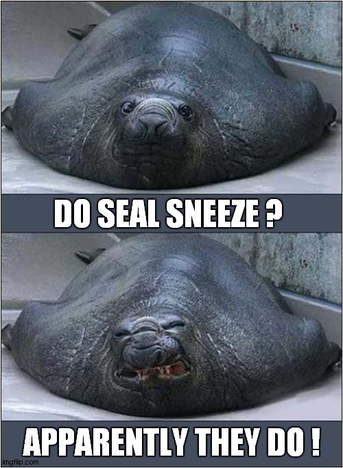 Seal With The Snuffles ! | DO SEAL SNEEZE ? APPARENTLY THEY DO ! | image tagged in seal,sneeze | made w/ Imgflip meme maker