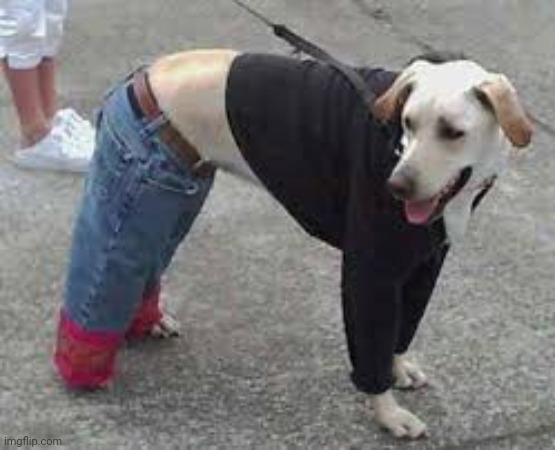 Dog with Clothes | image tagged in dog with clothes | made w/ Imgflip meme maker