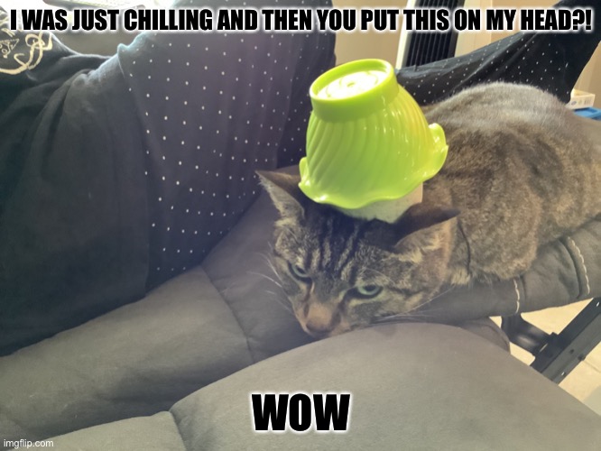 Yay | I WAS JUST CHILLING AND THEN YOU PUT THIS ON MY HEAD?! WOW | image tagged in yay | made w/ Imgflip meme maker