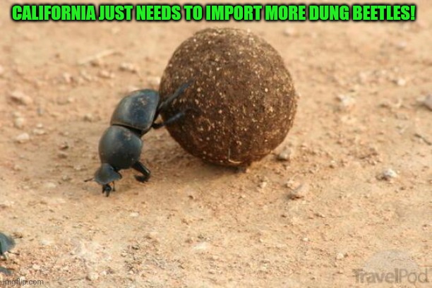 Hard Working Dung Beetle | CALIFORNIA JUST NEEDS TO IMPORT MORE DUNG BEETLES! | image tagged in hard working dung beetle | made w/ Imgflip meme maker