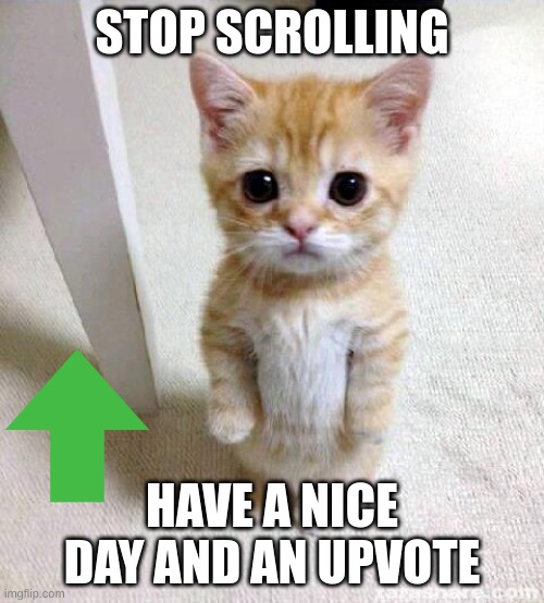 Cute Cat Meme | STOP SCROLLING; HAVE A NICE DAY AND AN UPVOTE | image tagged in memes,cute cat | made w/ Imgflip meme maker