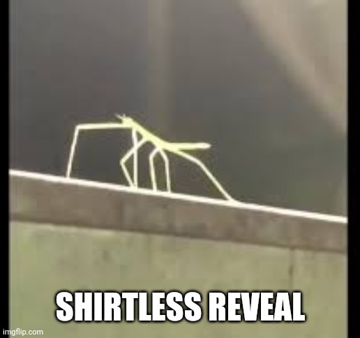 I'm skinny that's why | SHIRTLESS REVEAL | image tagged in stickbug | made w/ Imgflip meme maker