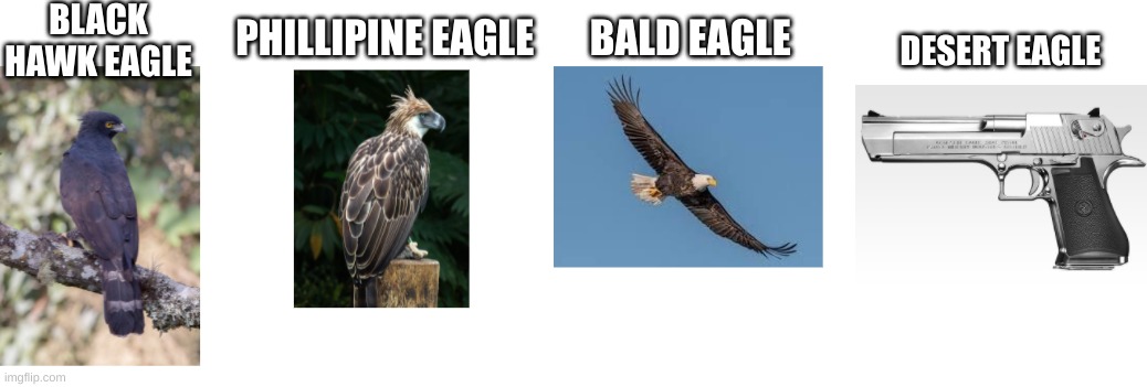Eagles |  BLACK HAWK EAGLE; DESERT EAGLE; PHILLIPINE EAGLE       BALD EAGLE | image tagged in eagles | made w/ Imgflip meme maker