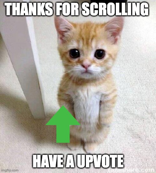 Cute Cat Meme | THANKS FOR SCROLLING; HAVE A UPVOTE | image tagged in memes,cute cat | made w/ Imgflip meme maker