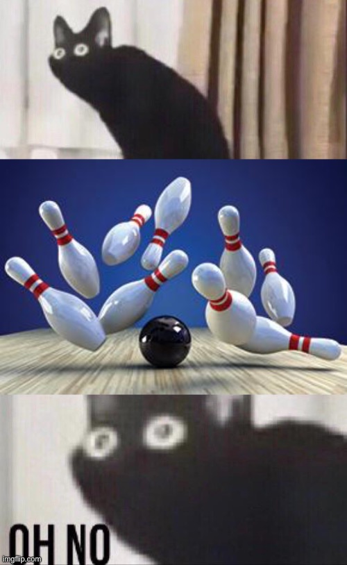 Bowling | image tagged in oh no cat,bowling ball | made w/ Imgflip meme maker