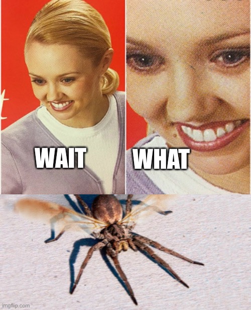 WHAT; WAIT | image tagged in wait what | made w/ Imgflip meme maker