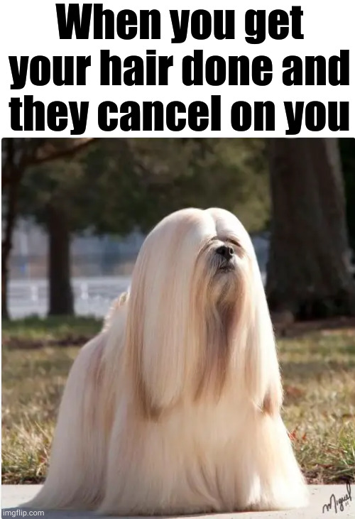 When you get your hair done and they cancel on you | image tagged in hair,cancelled | made w/ Imgflip meme maker
