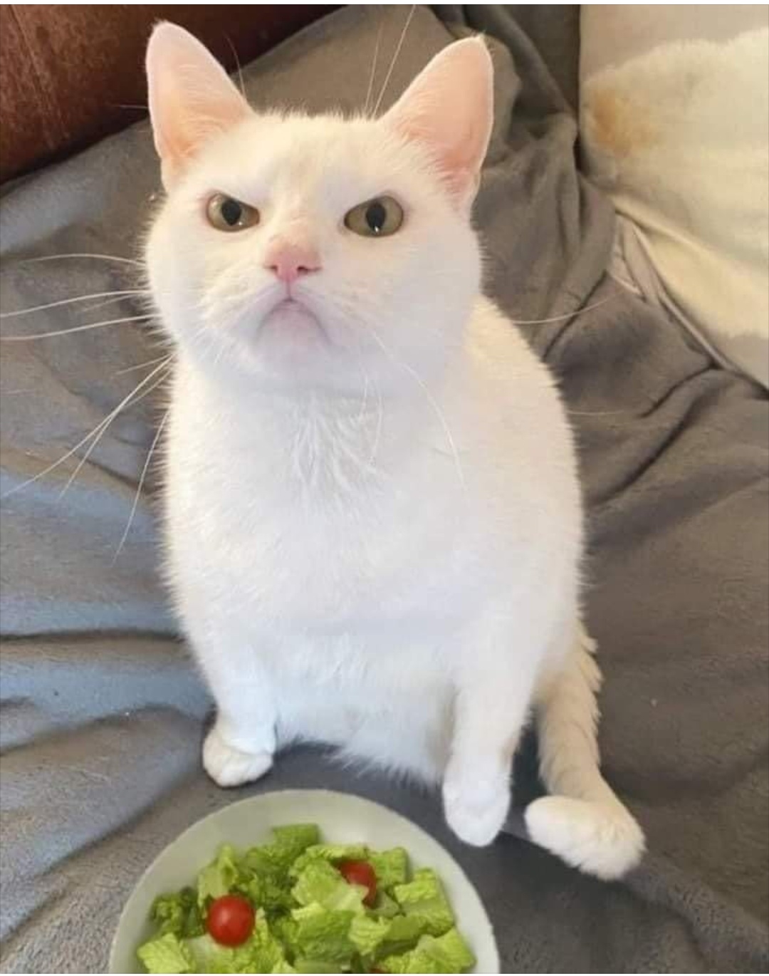 High Quality angry salad cat Blank Meme Template