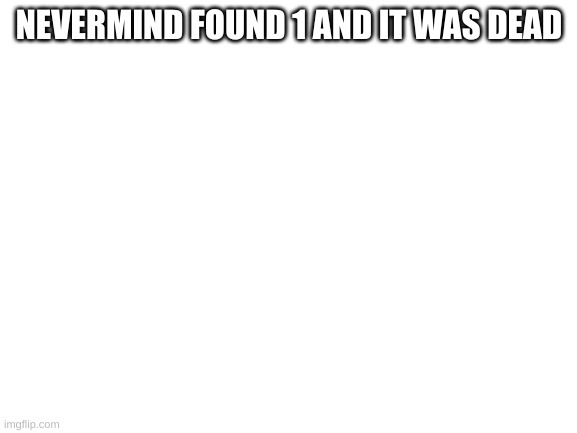 Blank White Template | NEVERMIND FOUND 1 AND IT WAS DEAD | image tagged in blank white template | made w/ Imgflip meme maker